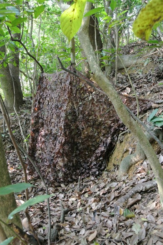 RETE CAMO A FOGLIA AUTUNNO 3 X 6 METRI